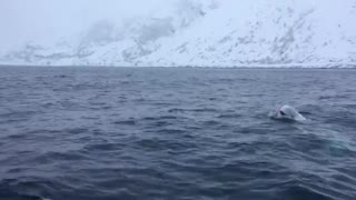Whale playing catch