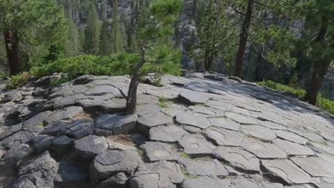 ANCIENT GINORMOUS TREES