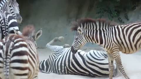 A zebra