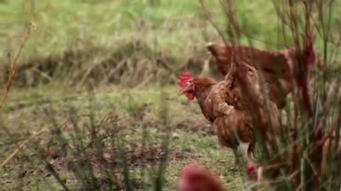 How Chickens Are Deadly Killers | The Private Life Of Chickens | Real Wild