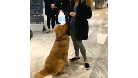 Golden retriever training in public*god boi alert*