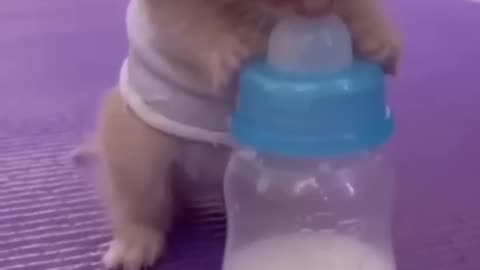 baby cat video