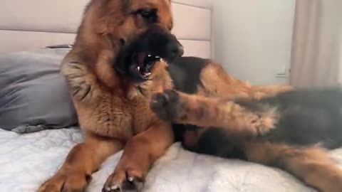 German Shepherd and German Shepherd Puppy are Cutest Friends