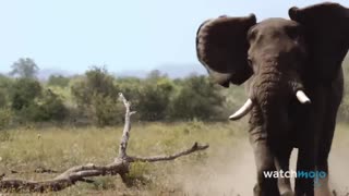 Top 10 Most Dangerous Animals In Africa