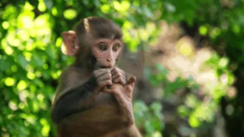 Cute and funny monkey videos