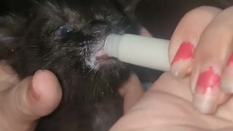 Feeding milk for kitty