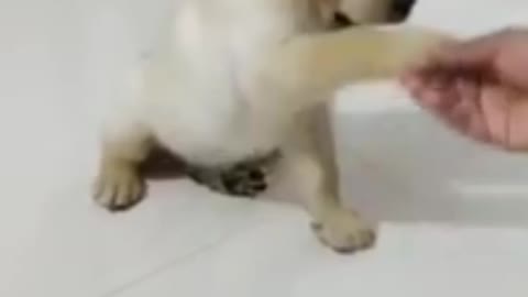 Cute baby Dog hand shake training.... Shorts dog funny video
