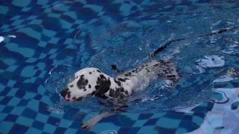 A Dog Swimming on a Pool