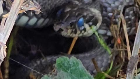 A snake looks out of its hiding place and tongues / beautiful reptile.
