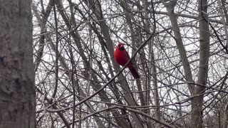 Beautiful male Cardinal