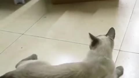 Top_Funny🤣😂_Cute_Cats🐱_Viral_Clips___Best_%23funny_Cats_%23shorts_Video_trending_#animals_#short