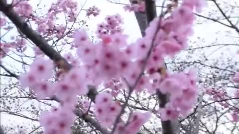 Japan's Cherry Blossoms | Sagamiko illumination | Sakura Flowers