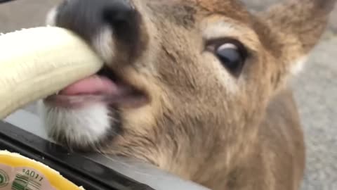 Deer Walks Up to Car Window To Eat Banana Animals