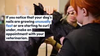 Dog Nail Trimming A How-To Guide