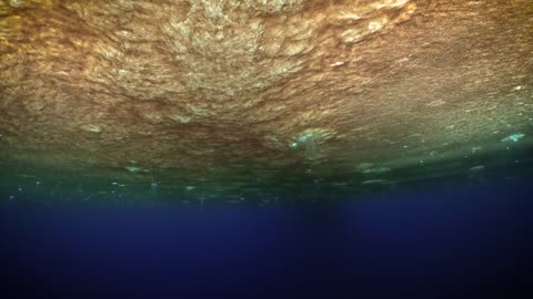 Giants of the Polar Deep: Exploring the Mysteries Beneath the Ice