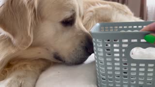 Golden Retriever Meets New Baby Bunnies! [Best Reaction Ever]