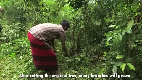 Cinnamon Making Process | Modern Ceylon Cinnamon Harvesting | How Ceylon Cinnamon Is Made