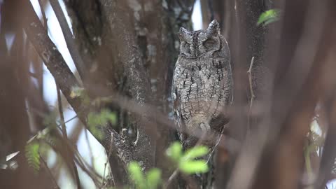 A Scops Owl Perched On A Tree