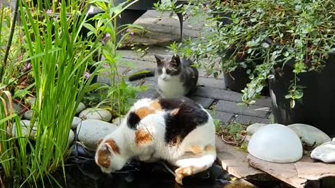 Kitten Pushes Cat into Pond
