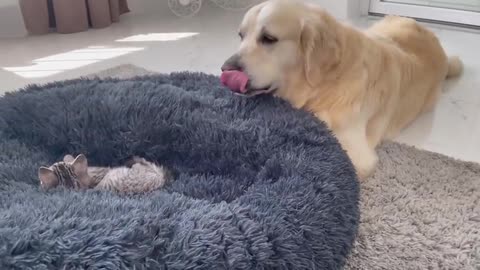 Golden Retriever Shocked by a Kitten occupying his bed!