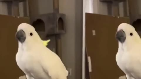 The parrot dances！