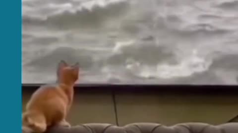 Funny cat || funny animal short video