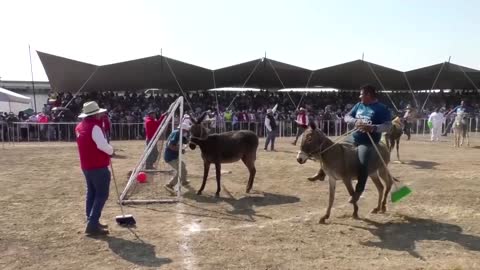 Mexican town dedicates Labor Day to hard-working donkeys