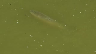 Grass carp in the pond