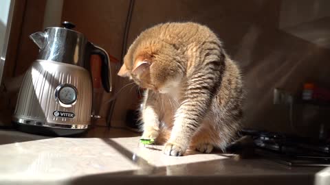 Hosico and the Grasshopper