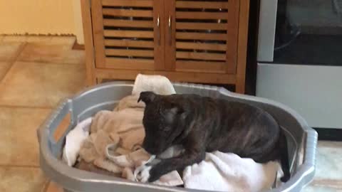 Cute staffy puppies helping on wash day
