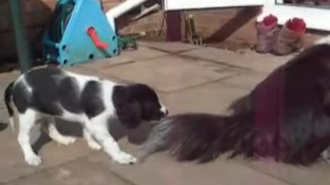 Puppy pulls tail