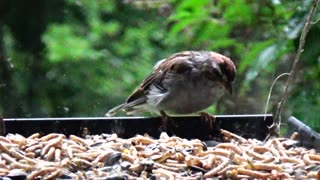 Chirping Sparrows