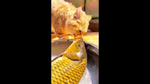Claws and laugh funny cat video 🤣