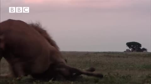 Hyena Attacks Lion & Pays the Price!