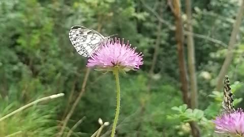 Lovely butterfly on a flower