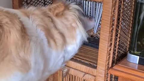 Clever Doggy Obsessed With Wind Chime