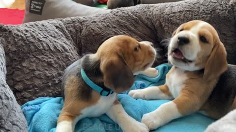 Cute Beagle Puppies Fighting at just 5 weeks old! Precious 💓