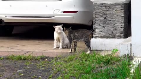 Cat Fighting with each other | Tow Cat Fighting