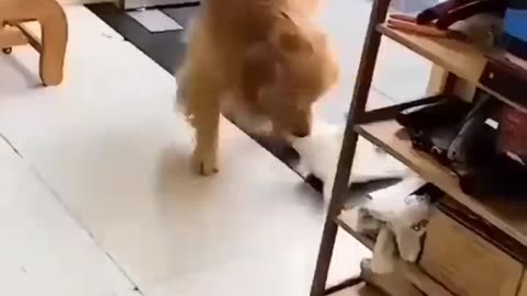 Cat and Dog Friendship