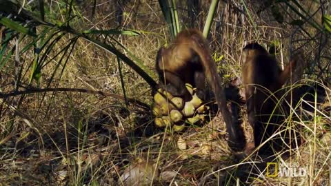 Amazingly Intelligent Monkeys Brazil