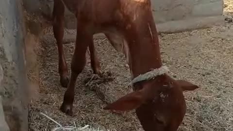 Cute Heifer Baby || خوبصورت بچھڑا || Cattles Farming