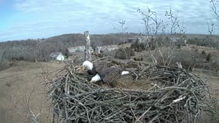 Pair of bald eagles work together to build nest in West Virginia