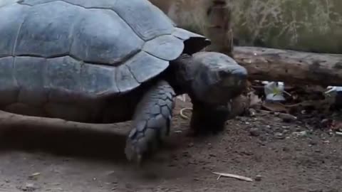 Tortise attacking style