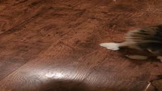 Multi-Toed Maine Coon Kitten Plays Fetch