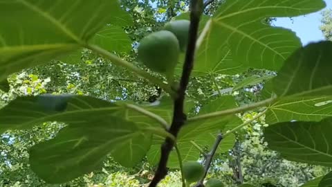 Fruits and vegetables From Our Homestead