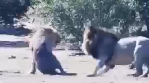 Poor lion in trouble 😢