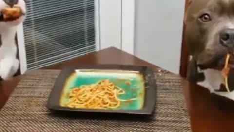 Who ate the spaghetti