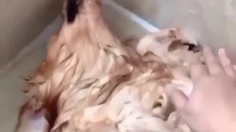 Owner Think that The Dog is dead until This Happened