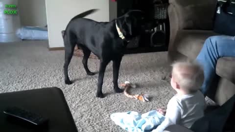 FUNY BABY LAUGHING HISTERICALL AT DOG