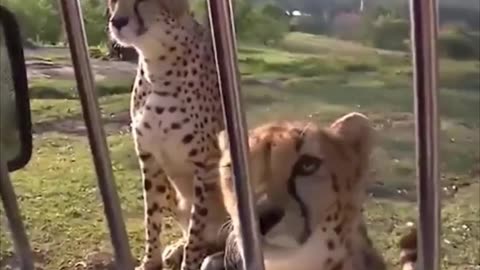 Cheetahs meow like cats